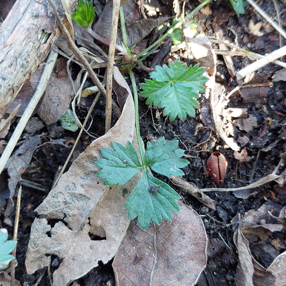 Potentilla anglica (English cinquefoil) (alternate view 13)