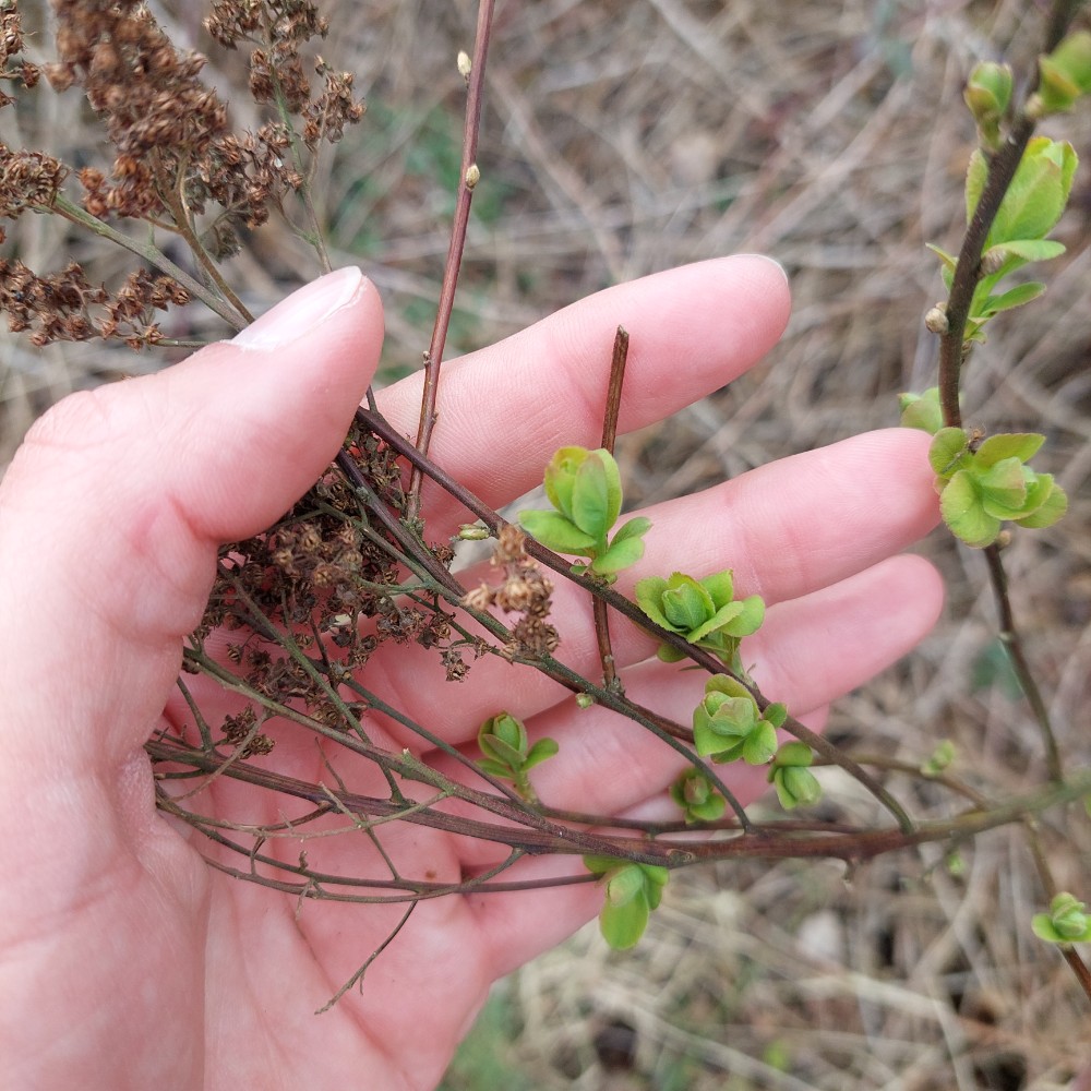Spiraea (meadowsweets) (alternate view 2)