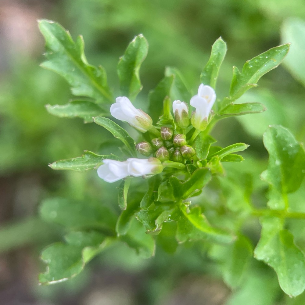 Cardamine flexuosa (wavy bittercress) (alternate view 13)