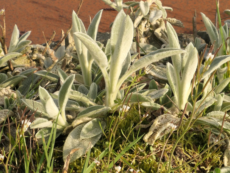 Stachys byzantina (lamb's ears) (alternate view 2)