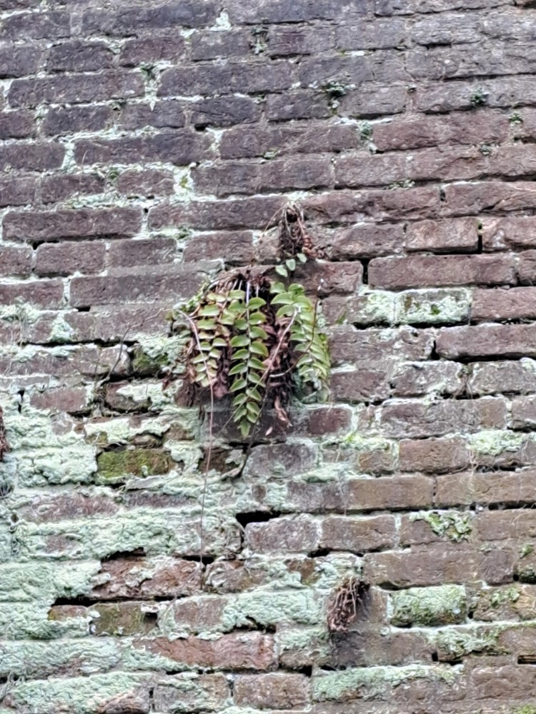 Cyrtomium fortunei (Fortune's Holly Fern) (alternate view 8)