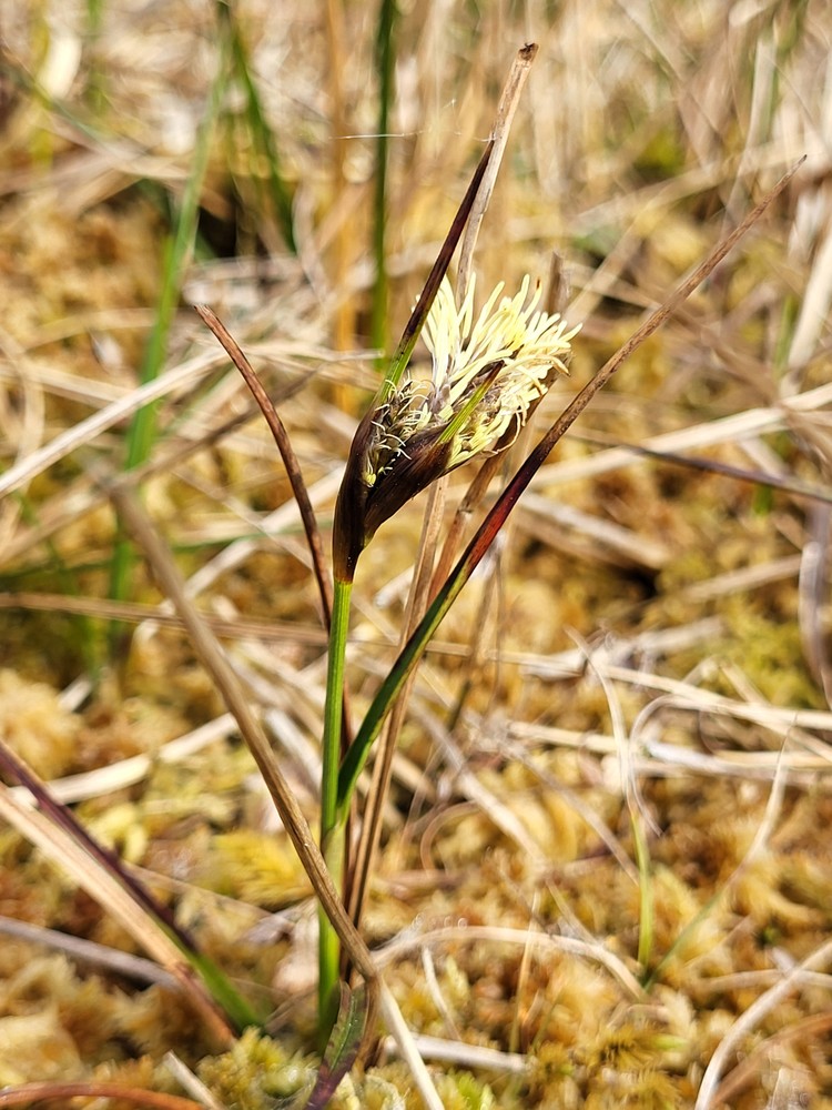Eriophorum angustifolium (Common Cottongrass) (alternate view 7)