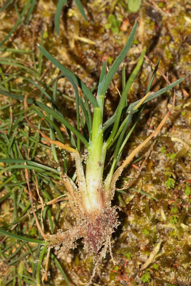 Poa bulbosa (Bulbous Bluegrass) (alternate view 11)