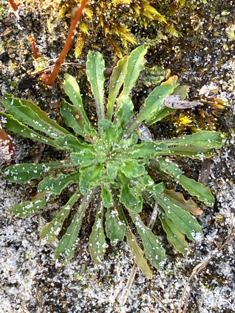 Jasione montana (Sheep's Bit Scabious) (alternate view 10)