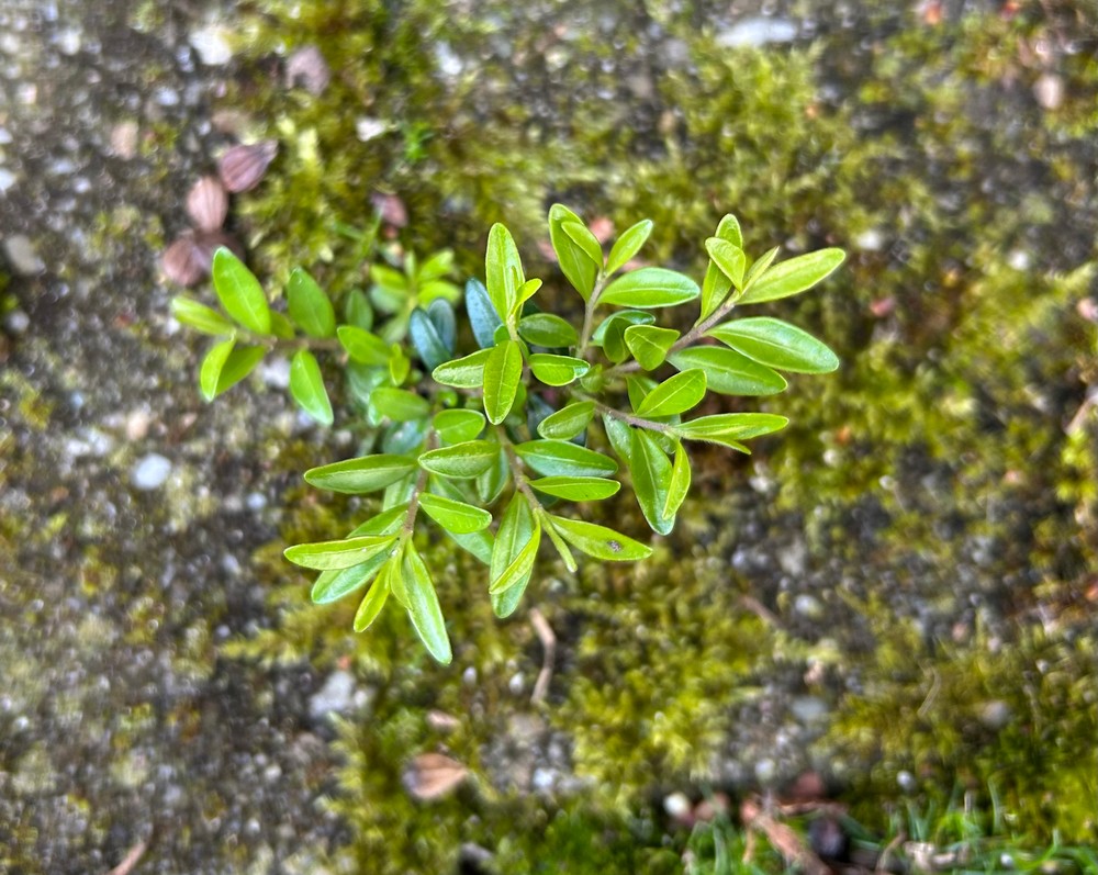 Lonicera nitida (Boxleaf Honeysuckle)