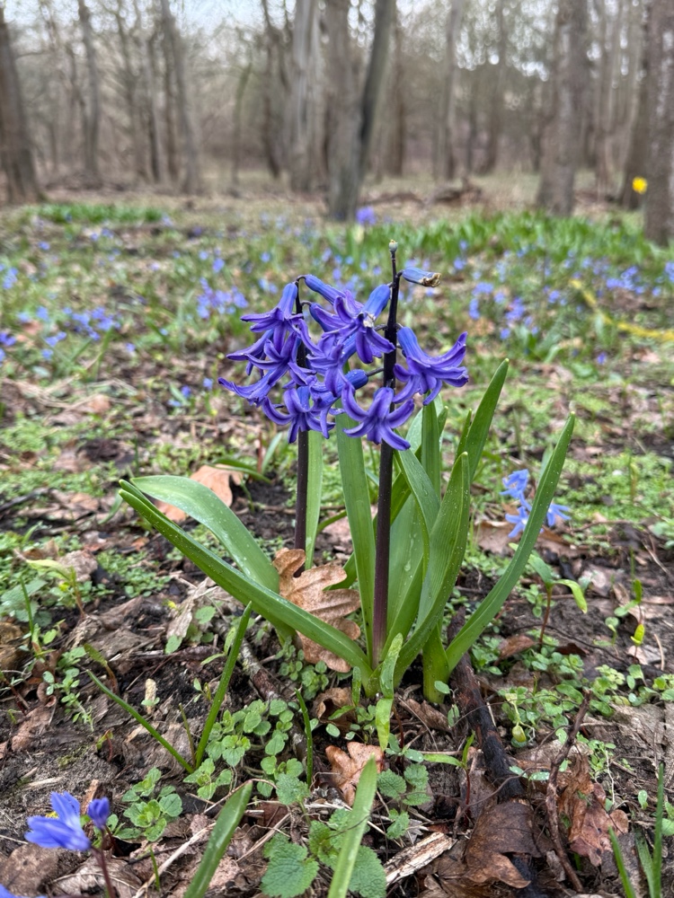 Hyacinthus (Hyacinths) (alternate view 4)