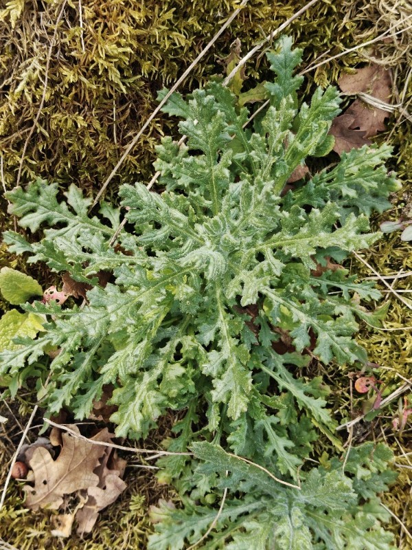 Senecio sylvaticus (wood groundsel) (alternate view 13)