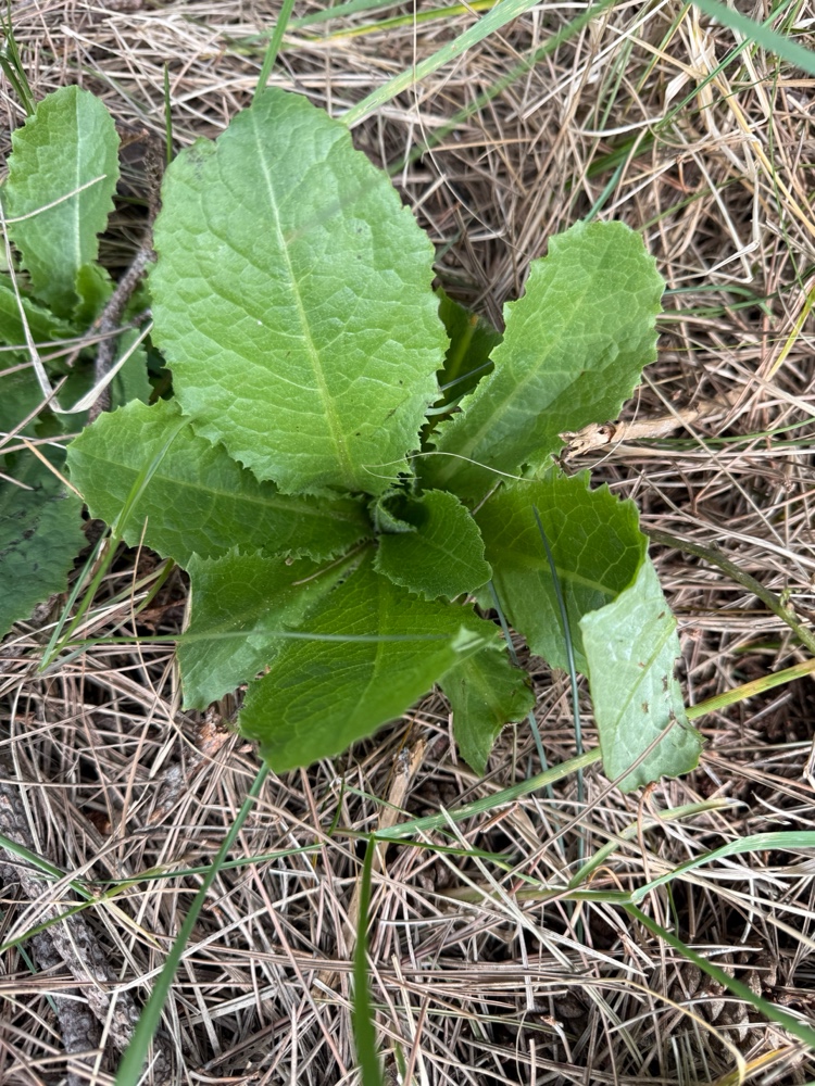 Lactuca virosa (bitter lettuce) (alternate view 12)