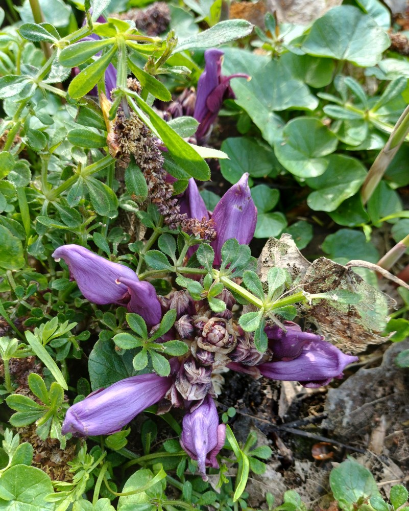Lathraea clandestina (Purple Toothwort) (alternate view 12)