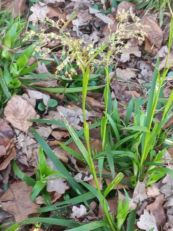 Luzula sylvatica (Great Woodrush) (alternate view 11)