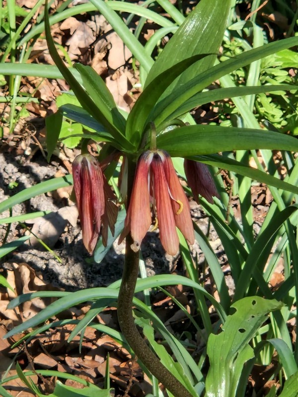 Fritillaria imperialis (crown imperial) (alternate view 9)