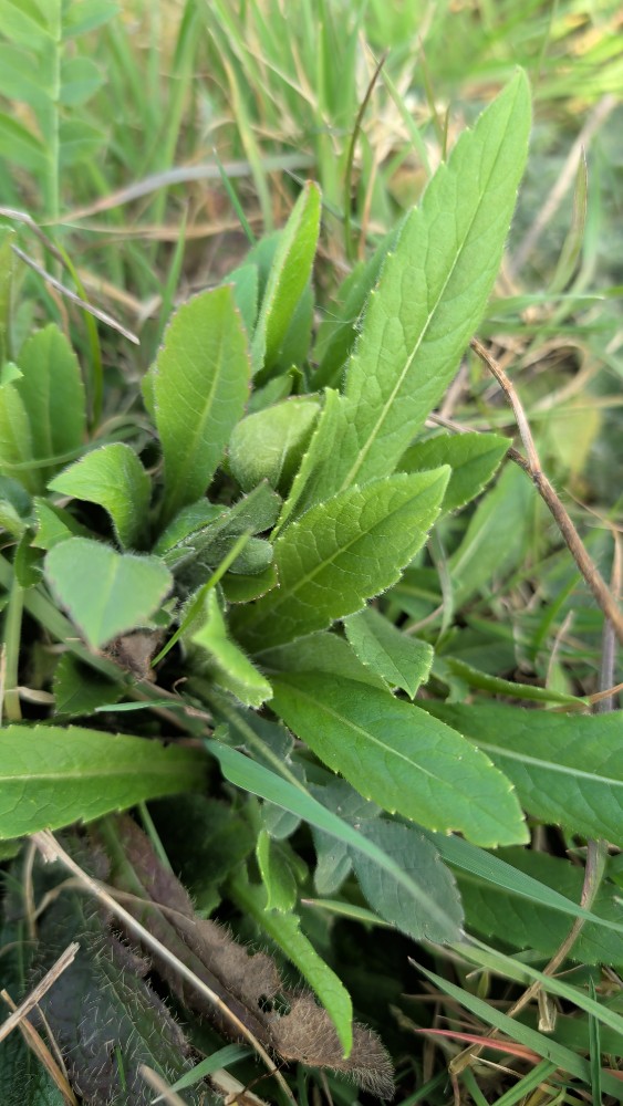 Knautia
