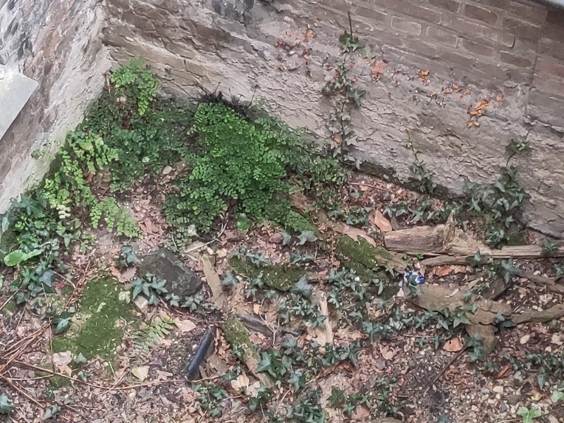 Adiantum raddianum (Maidenhair Fern) (alternate view 10)
