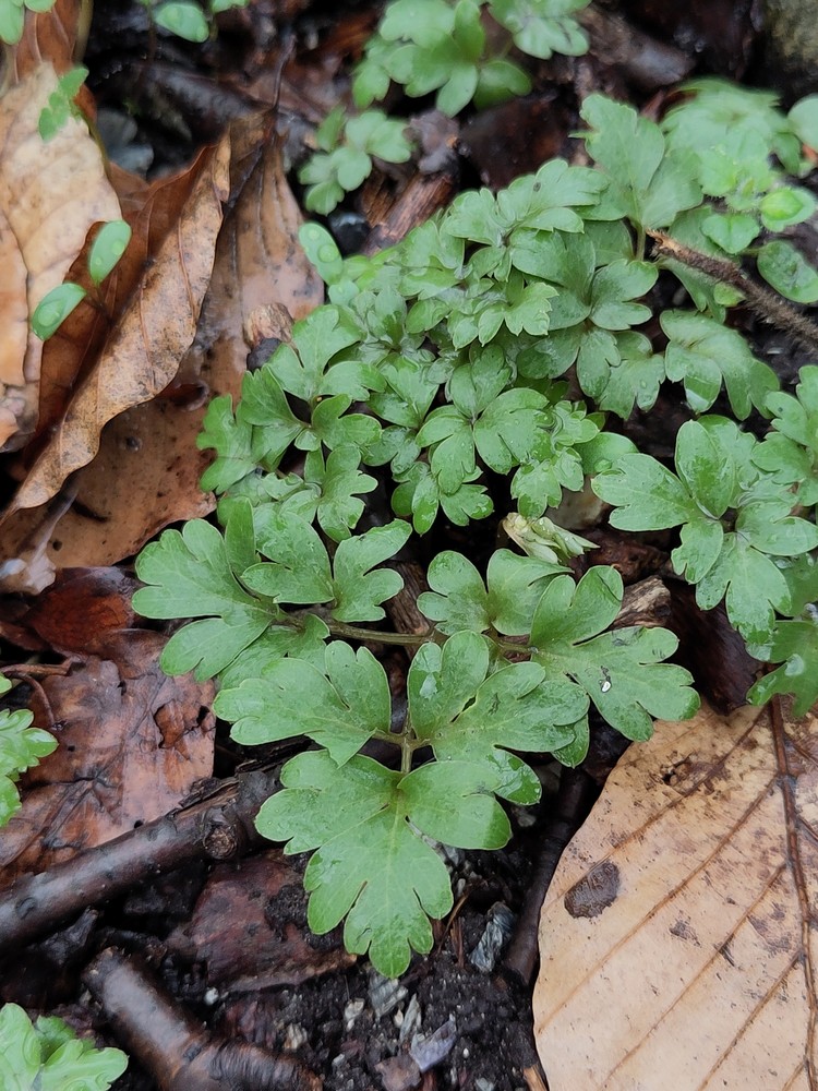 Adoxa moschatellina (Moschatel) (alternate view 11)