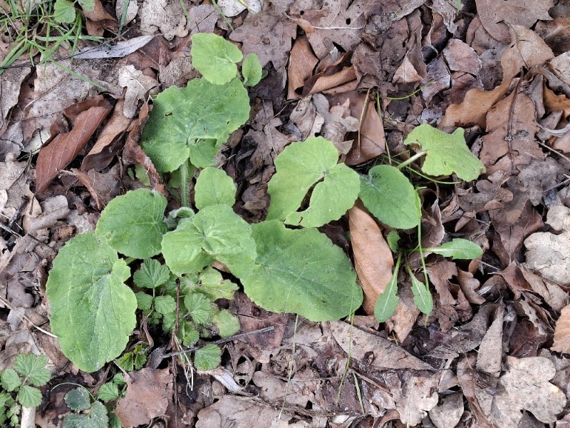 Doronicum pardalianches (Leopard's-bane) (alternate view 13)