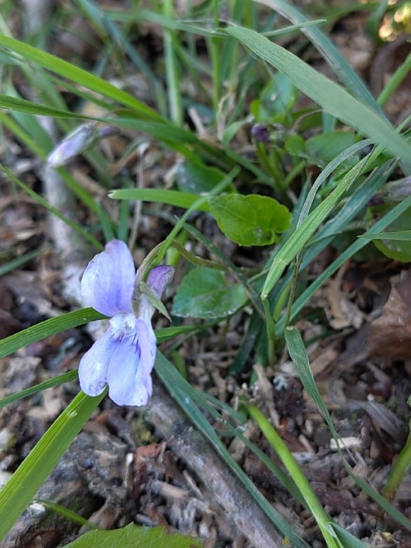 Viola reichenbachiana (Early Dog-violet) (alternate view 12)