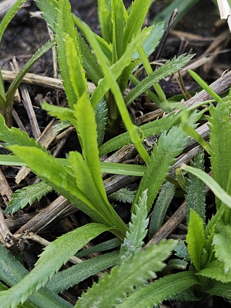 Achillea ptarmica (Sneezewort) (alternate view 6)