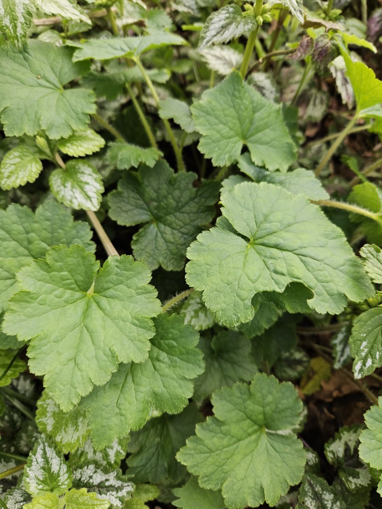 Tellima grandiflora (Fringecup) (alternate view 11)