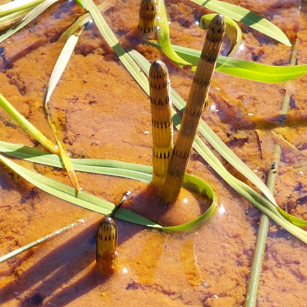 Equisetum fluviatile (water horsetail) (alternate view 12)