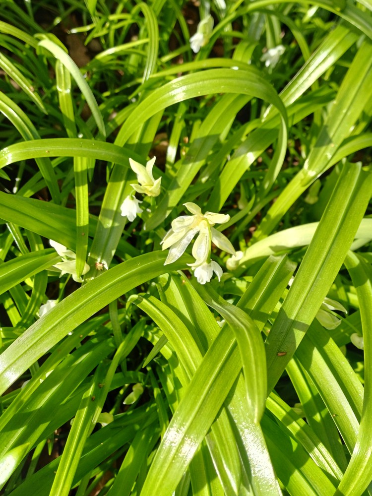 Allium paradoxum (Few-flowered Leek) (alternate view 15)
