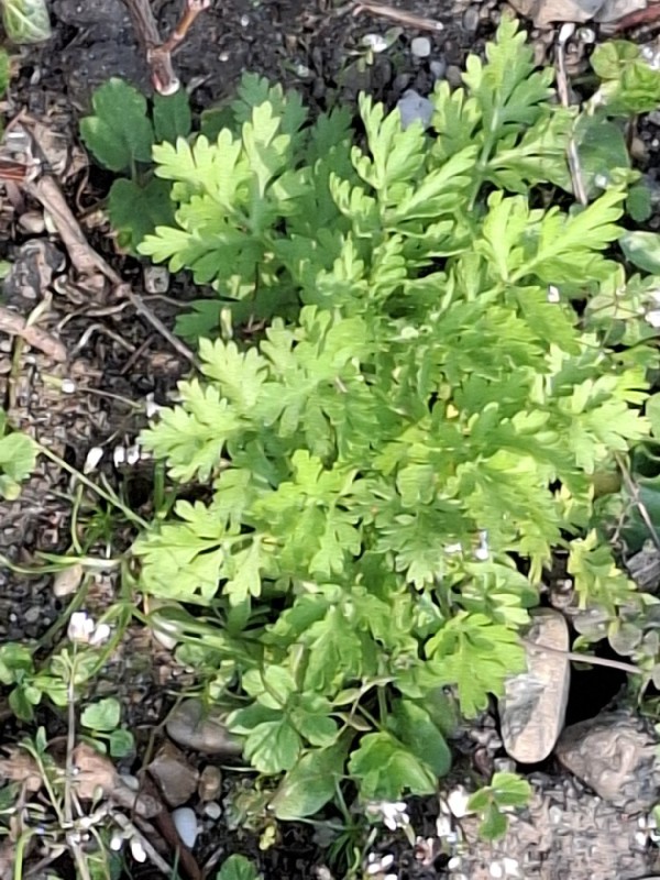 Tanacetum parthenium (feverfew) (alternate view 11)