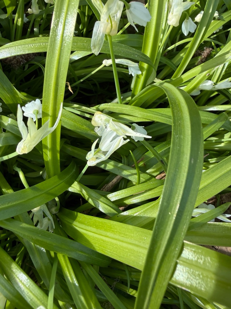 Allium paradoxum (Few-flowered Leek) (alternate view 12)