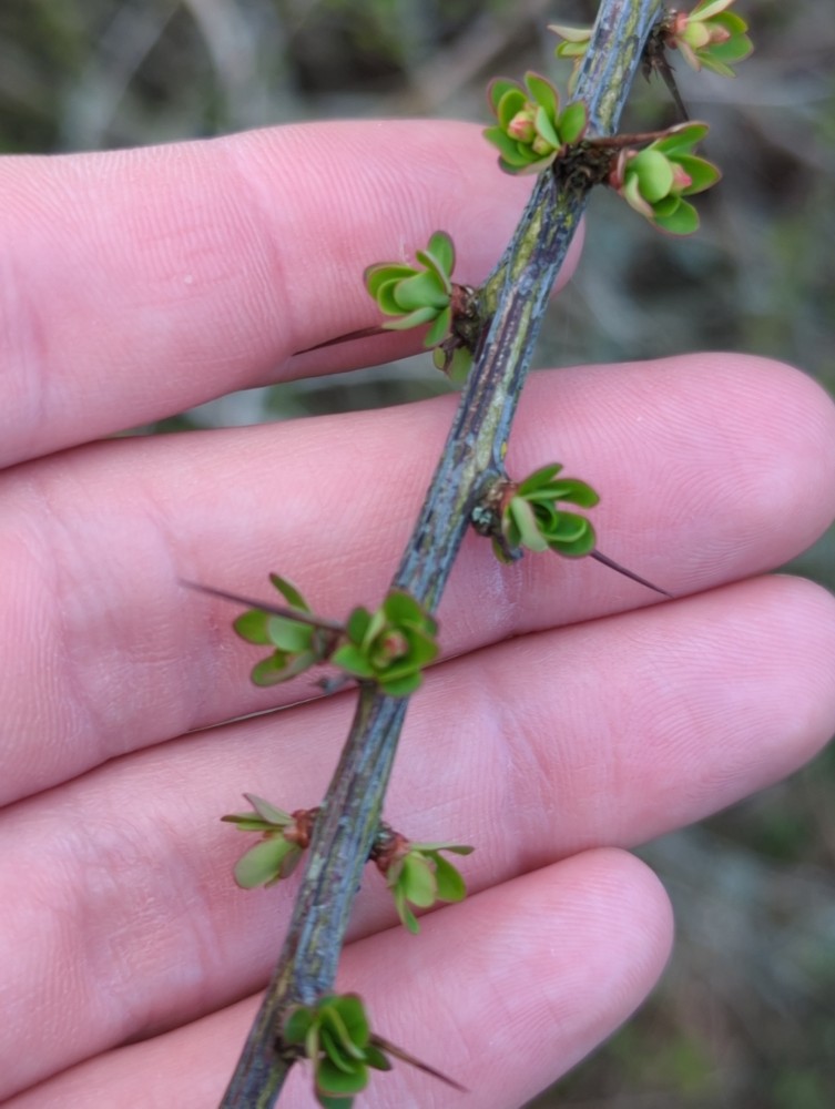 Berberis thunbergii (Japanese barberry)