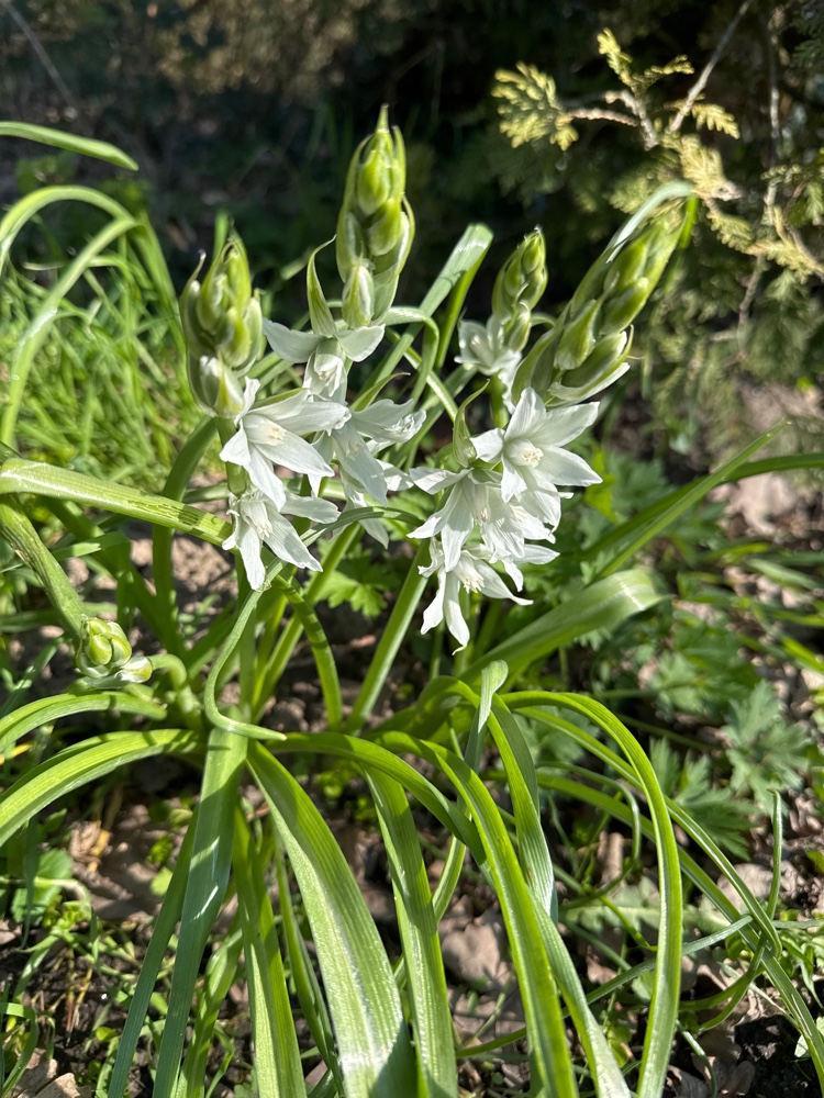 Ornithogalum (star-of-Bethlehem) (alternate view 4)