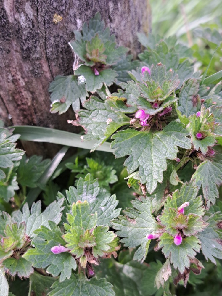 Lamium hybridum (cutleaf deadnettle) (alternate view 13)