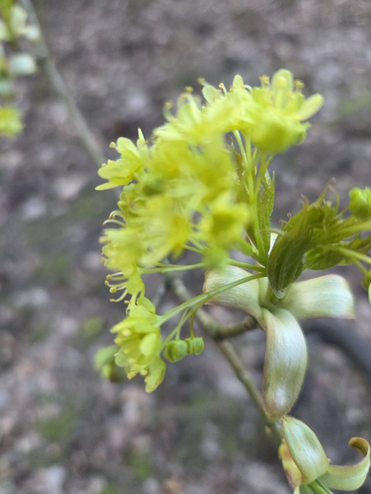 Acer platanoides (Norway maple)