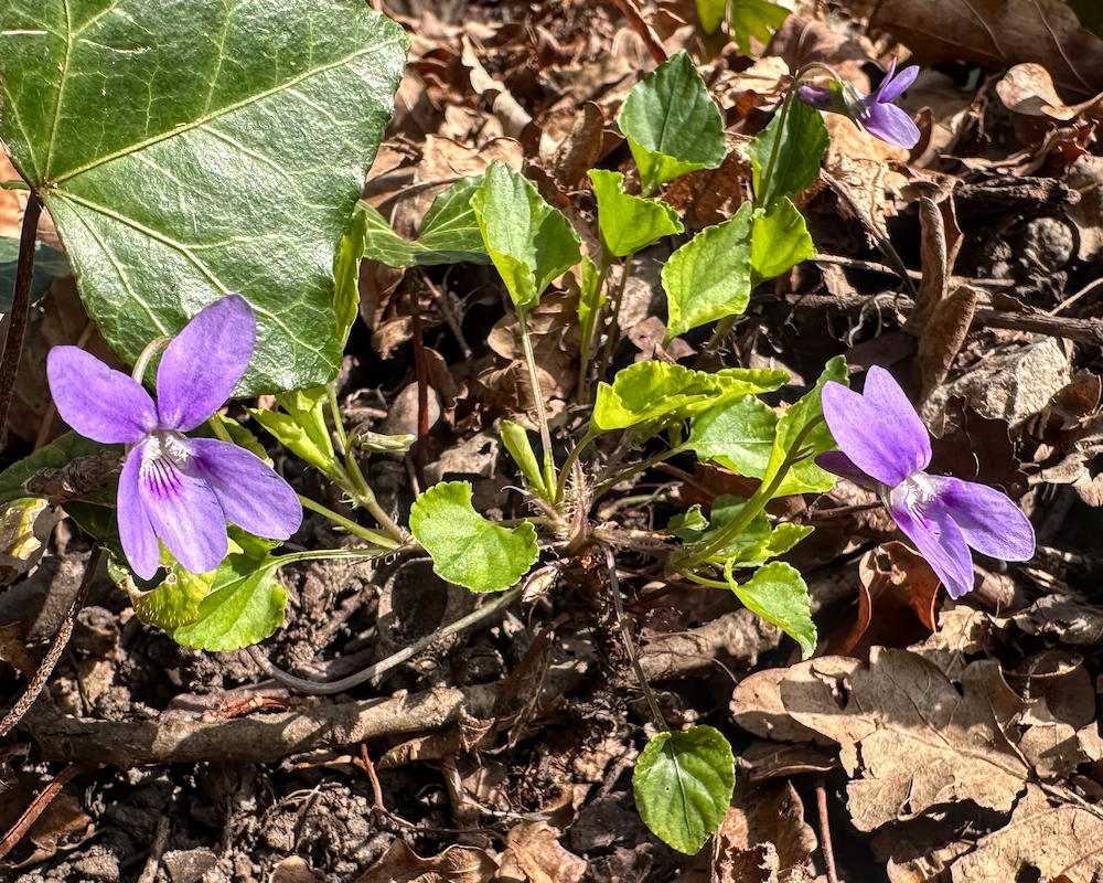 Viola reichenbachiana (Early Dog-violet) (alternate view 14)
