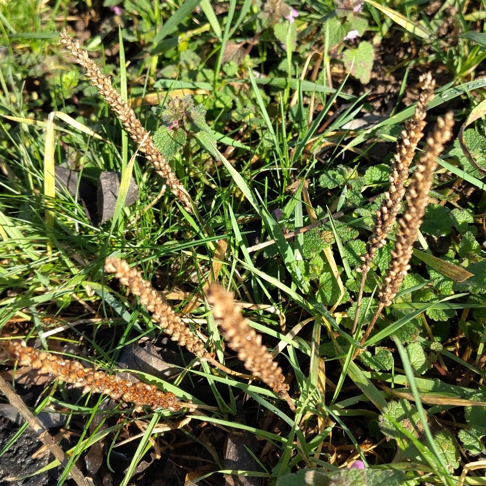 Plantago major (common plantain) (alternate view 11)