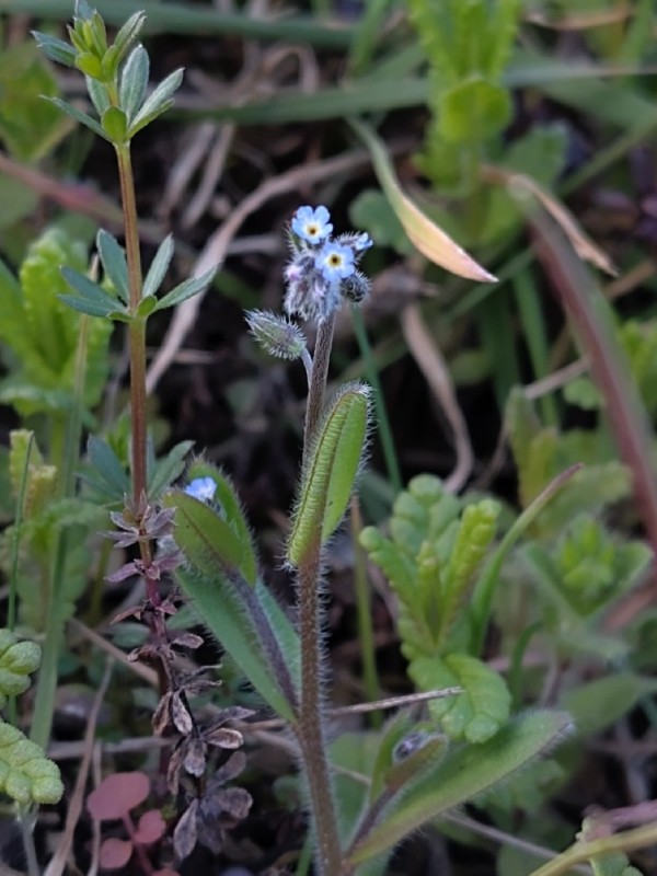 Myosotis ramosissima (Early Forget-me-not) (alternate view 12)
