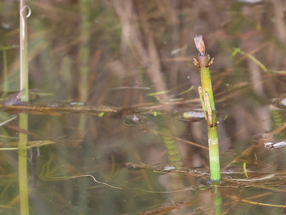 Equisetum fluviatile (water horsetail) (alternate view 13)