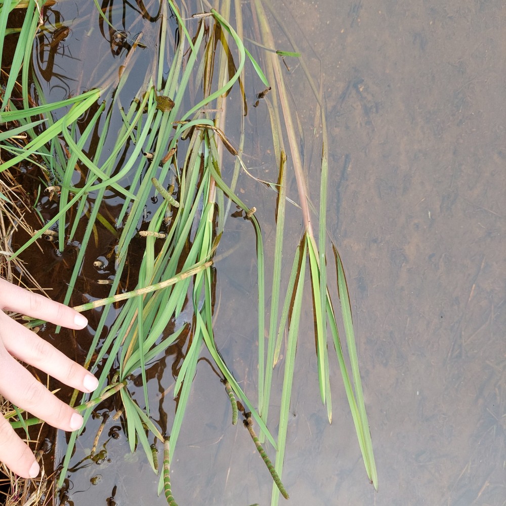 Glyceria fluitans (water manna grass) (alternate view 12)