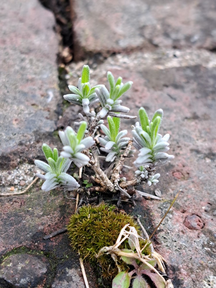 Lavandula angustifolia (English lavender) (alternate view 2)