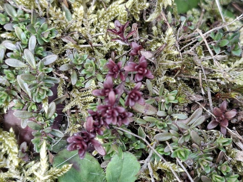 Thymus serpyllum (Wild Thyme) (alternate view 11)
