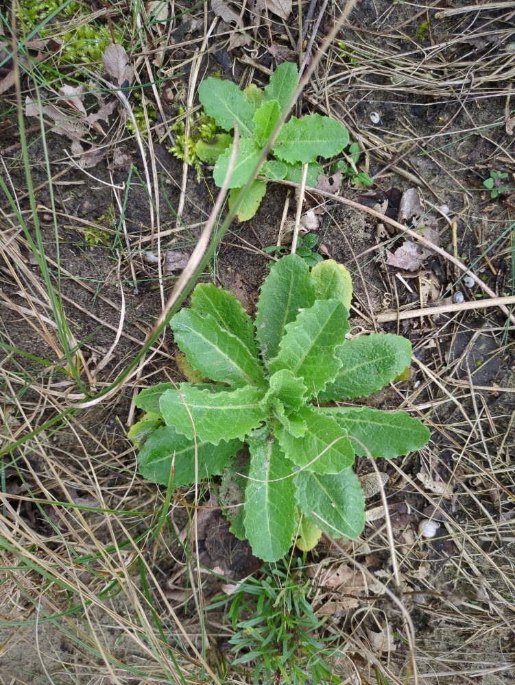 Lactuca virosa (bitter lettuce) (alternate view 11)