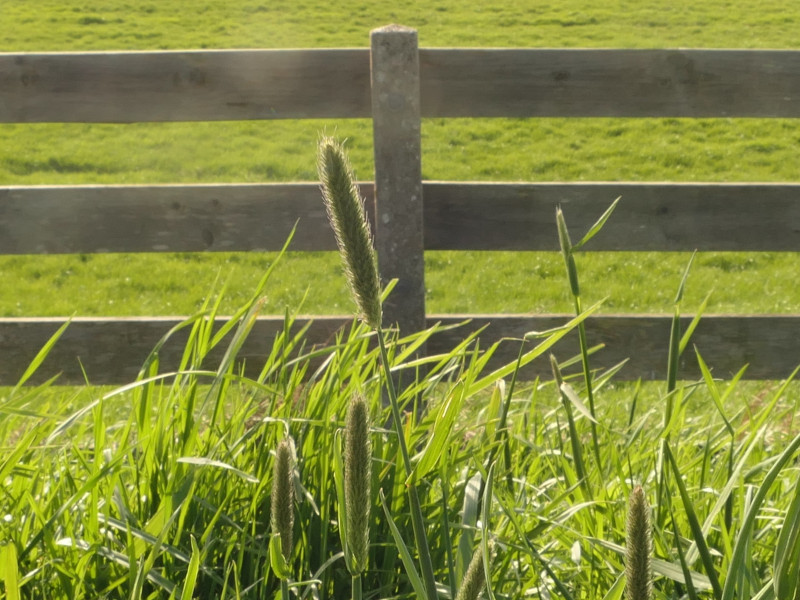 Alopecurus pratensis (Meadow Foxtail) (alternate view 12)
