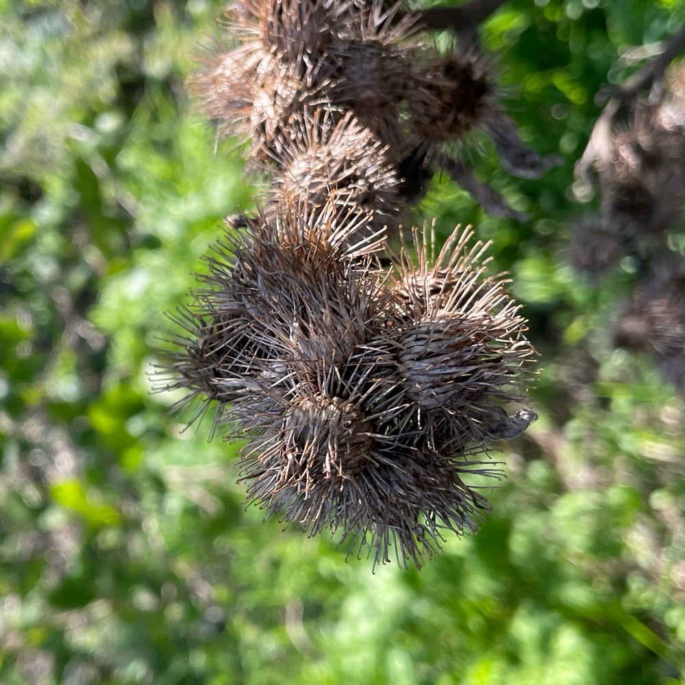 Arctium minus (burrdock) (alternate view 13)