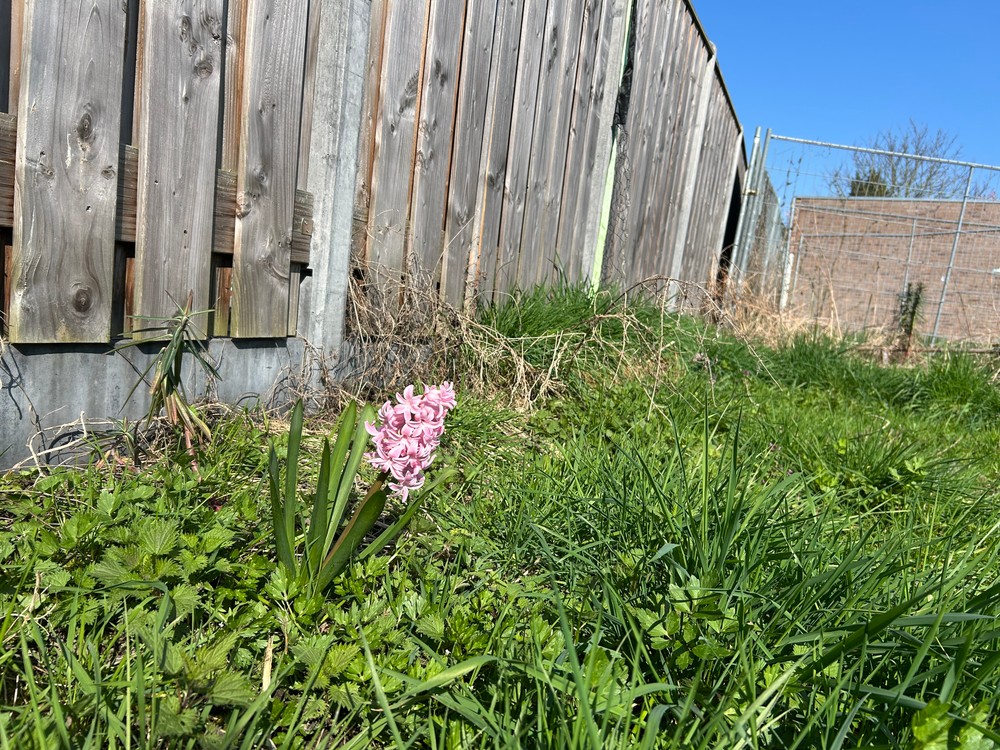 Hyacinthus (Hyacinths) (alternate view 2)