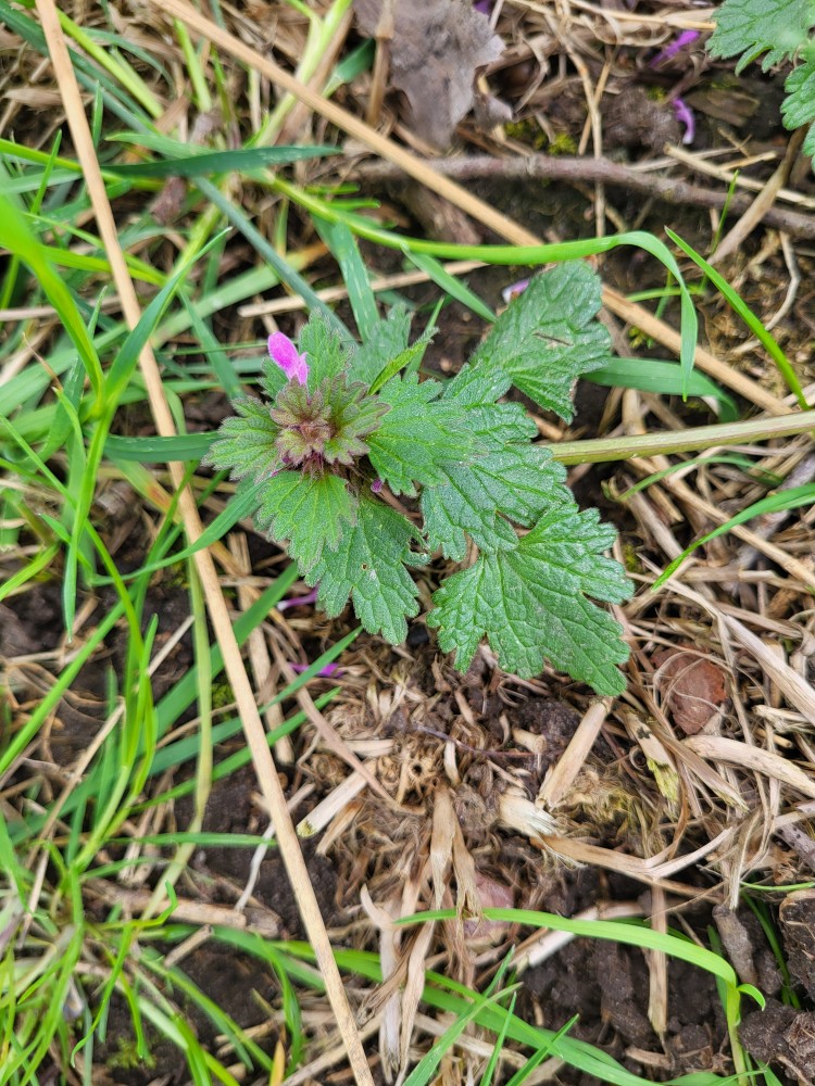 Lamium hybridum (cutleaf deadnettle) (alternate view 14)