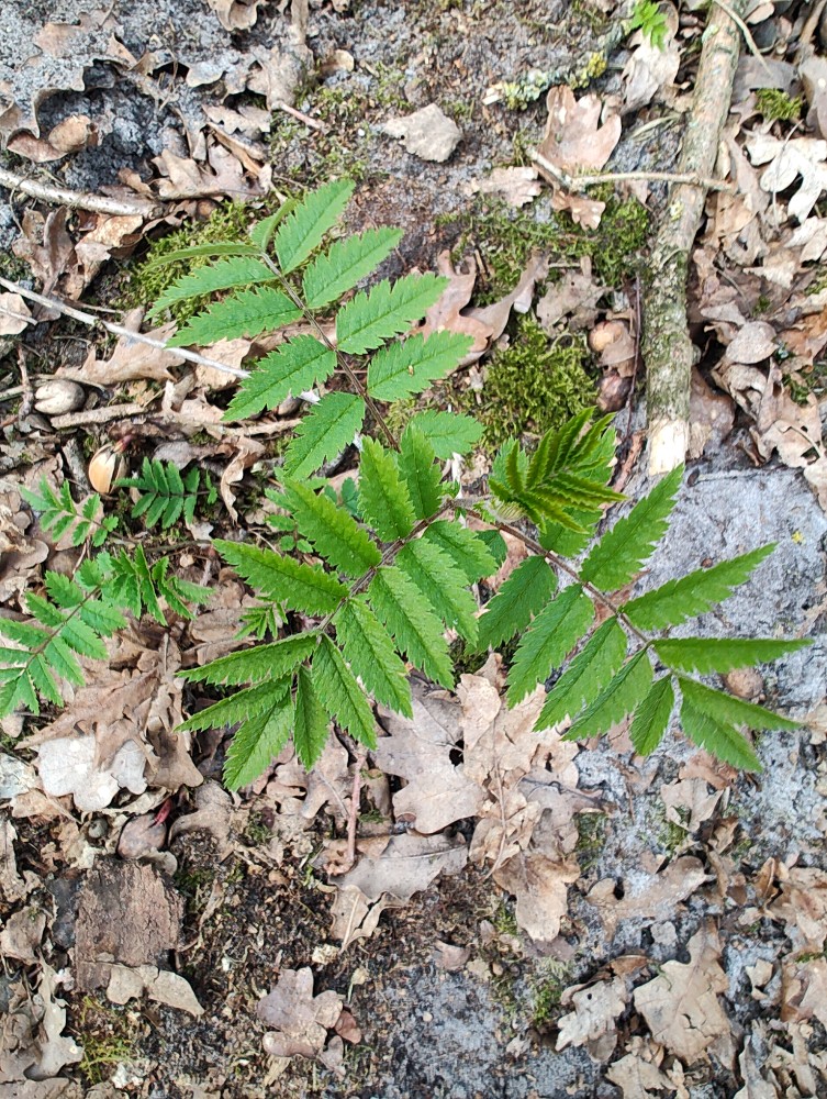 Sorbus (Rowans and Mountain Ashes) (alternate view 2)