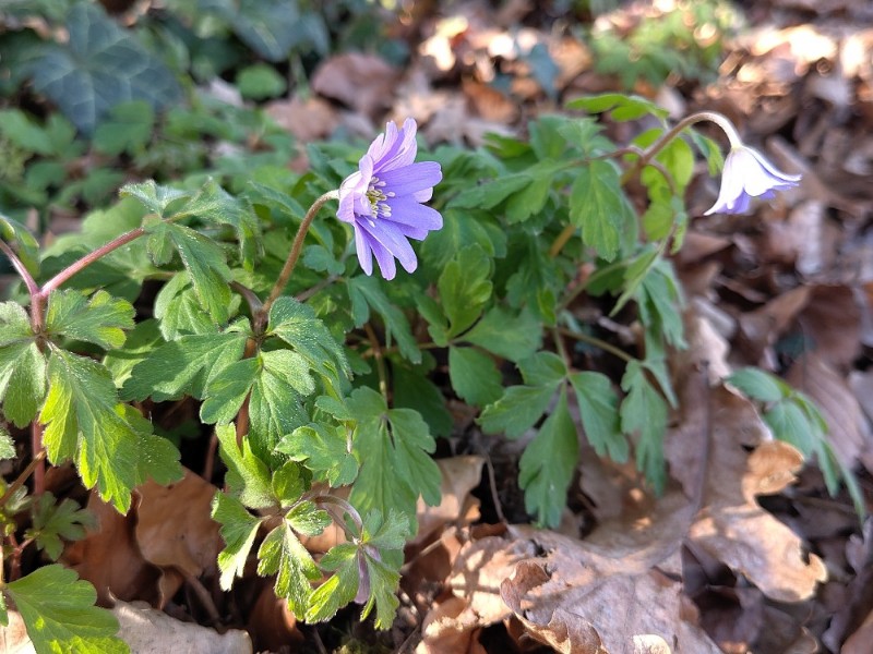 Anemonoides apennina (Blue Anemone) (alternate view 7)