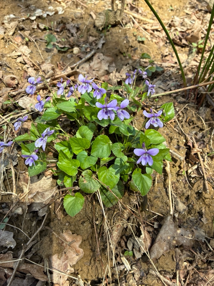 Viola reichenbachiana (Early Dog-violet) (alternate view 13)