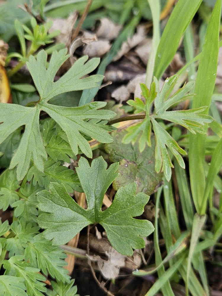 Ranunculus auricomus (Goldilocks Buttercup) (alternate view 13)