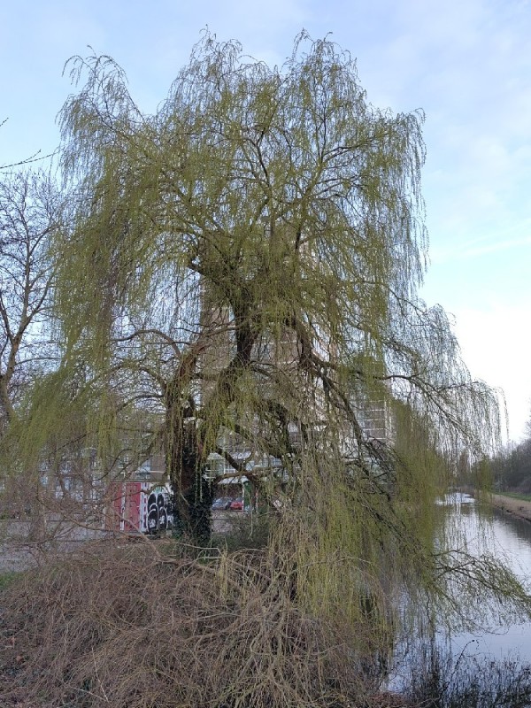 Salix babylonica (weeping willow) (alternate view 10)