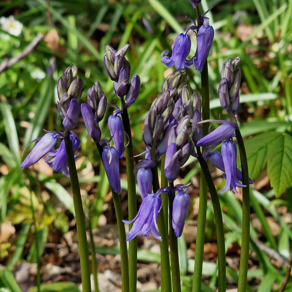Hyacinthoides (Bluebells) (alternate view 2)