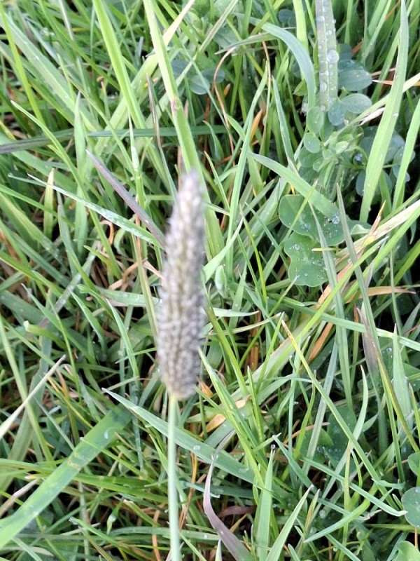 Alopecurus pratensis (Meadow Foxtail) (alternate view 13)