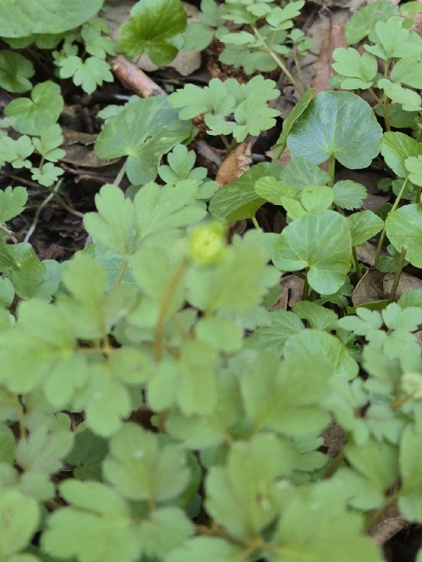 Adoxa moschatellina (Moschatel) (alternate view 10)